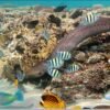 requins en mer Rouge et r&eacute;cif corallien pour snorkeling en &Eacute;gypte