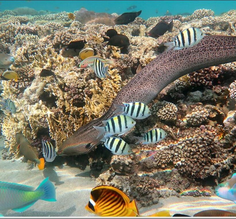 requins en mer Rouge et récif corallien pour snorkeling en Égypte