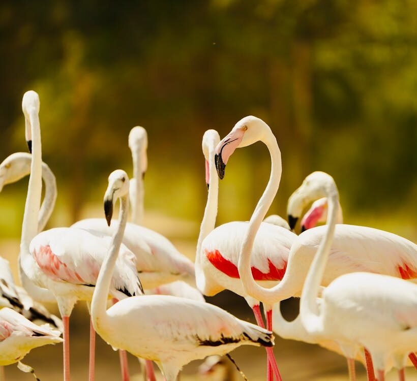 Flamants roses en &Eacute;gypte, oiseaux d'&eacute;gypte migrateurs des zones humides