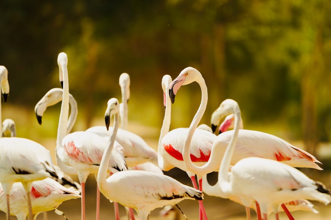 Flamants roses en &Eacute;gypte, oiseaux migrateurs des zones humides