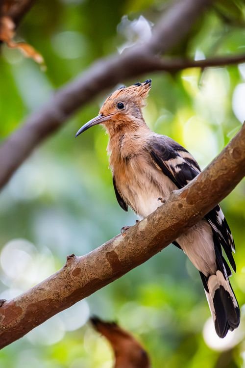 Huppe fasci&eacute;e, oiseau du d&eacute;sert &eacute;gyptien, avec sa cr&ecirc;te orang&eacute;e