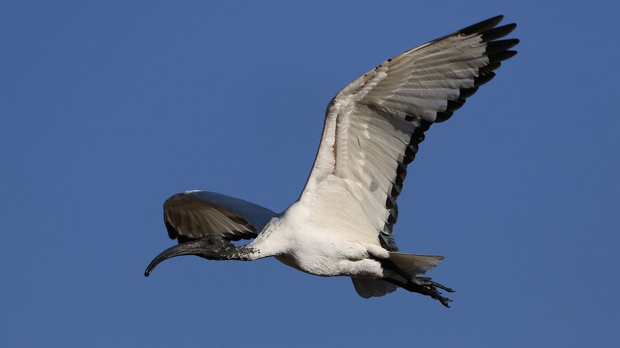 Ibis sacr&eacute;, oiseau embl&eacute;matique de l'&Eacute;gypte antique, en vol