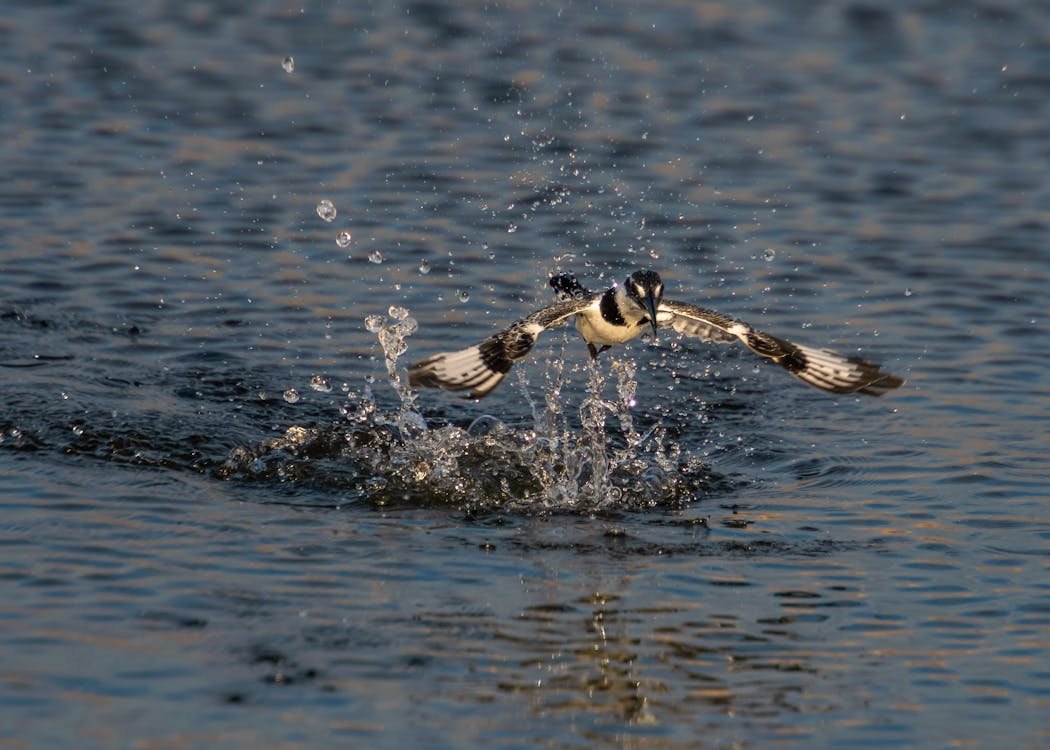 Martin-p&ecirc;cheur pie, oiseau du Nil en &Eacute;gypte, en vol au-dessus de l'eau
