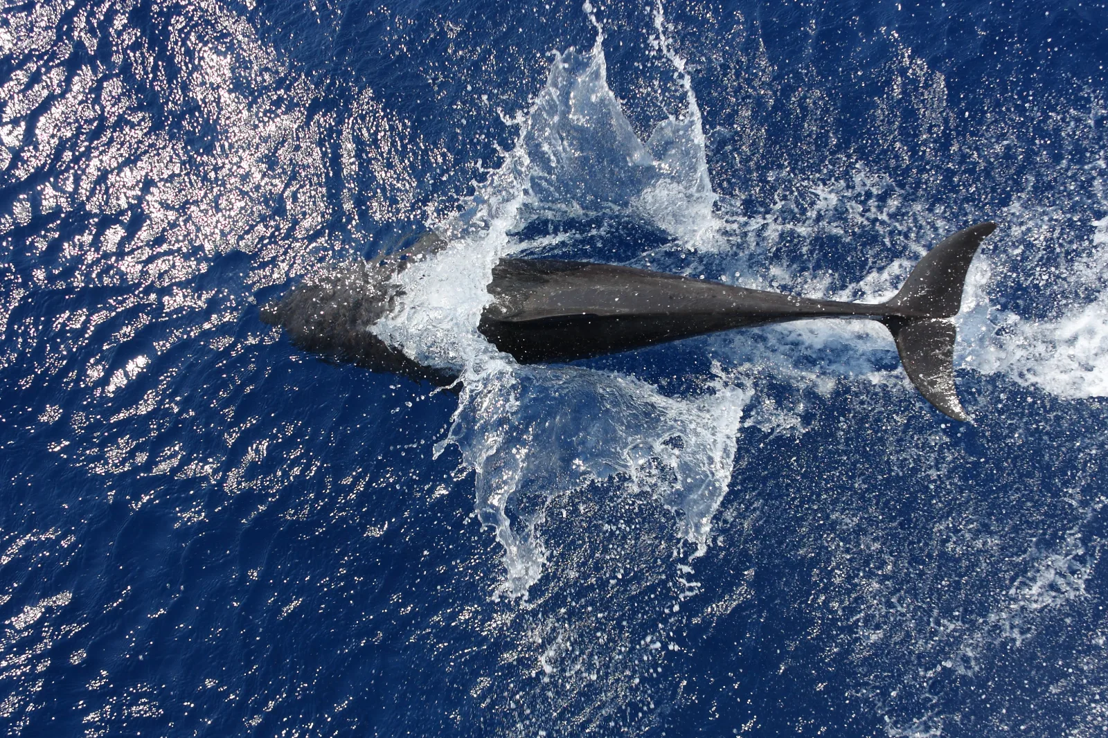 Grand dauphin sauvage nageant dans la mer Rouge, lors d&rsquo;une sortie dauphins &agrave; Hurghada