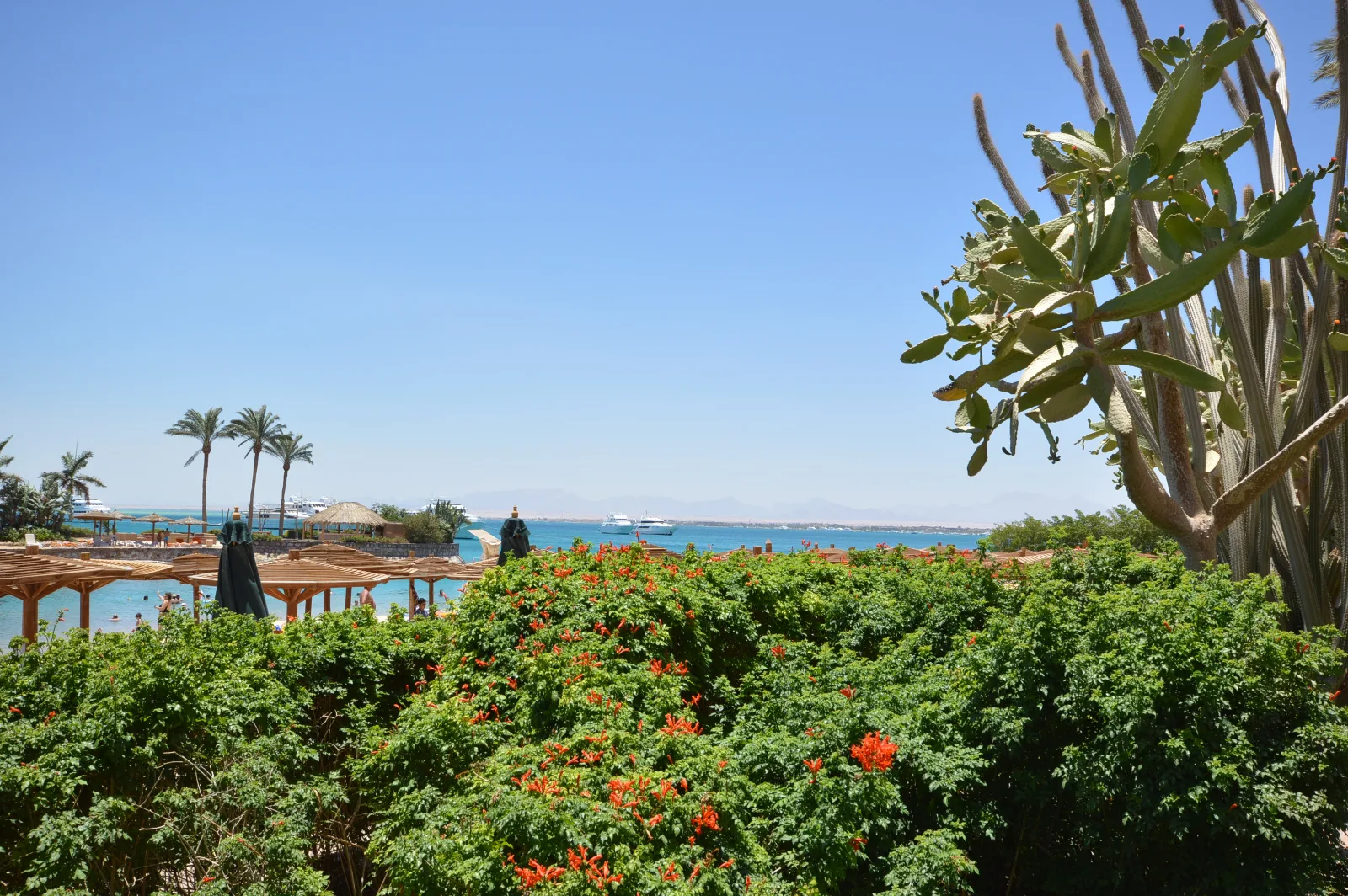 Vue ensoleillée sur la mer Rouge et les palmiers à Hurghada, idéale pour choisir quand partir