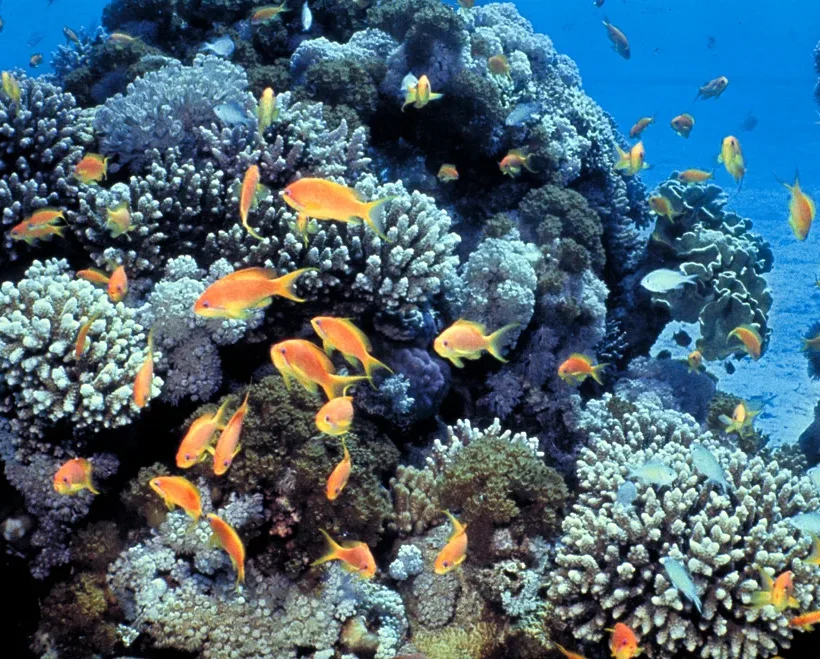 Plong&eacute;e &agrave; Hurghada sur un r&eacute;cif corallien de la mer Rouge
