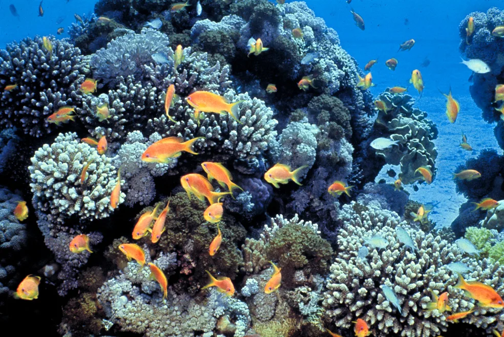 Plong&eacute;e &agrave; Hurghada sur un r&eacute;cif corallien de la mer Rouge
