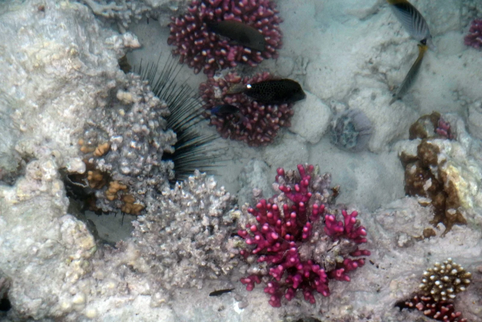 Coraux color&eacute;s et poissons de r&eacute;cif observ&eacute;s lors d&rsquo;une plong&eacute;e &agrave; Hurghada