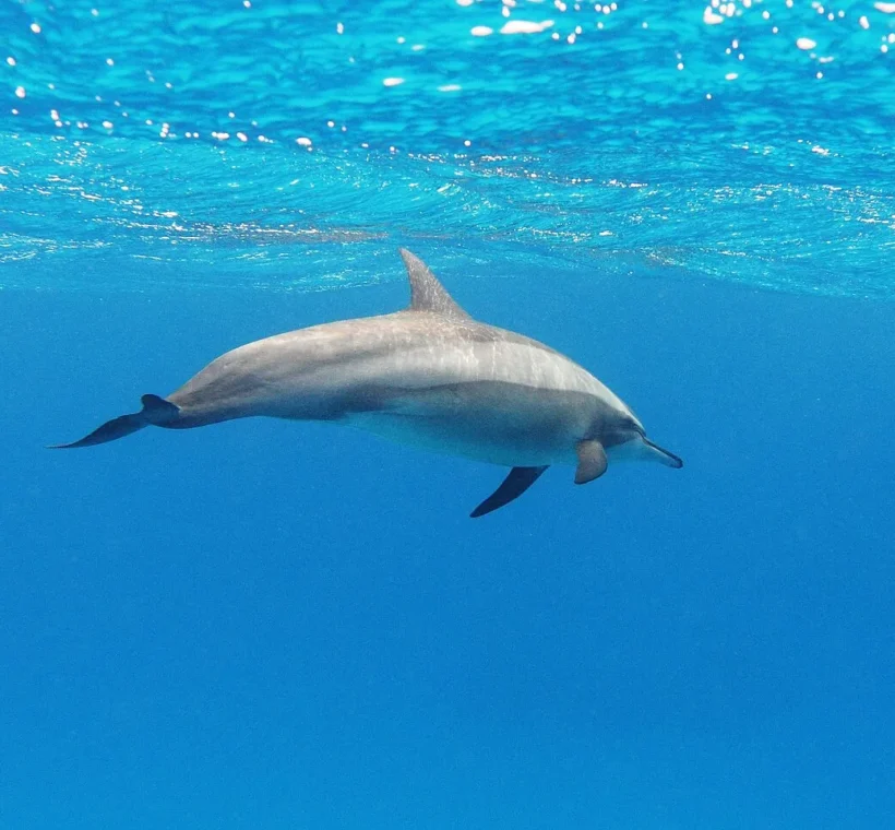 Sortie dauphins &agrave; Hurghada : dauphins sauvages dans la mer Rouge