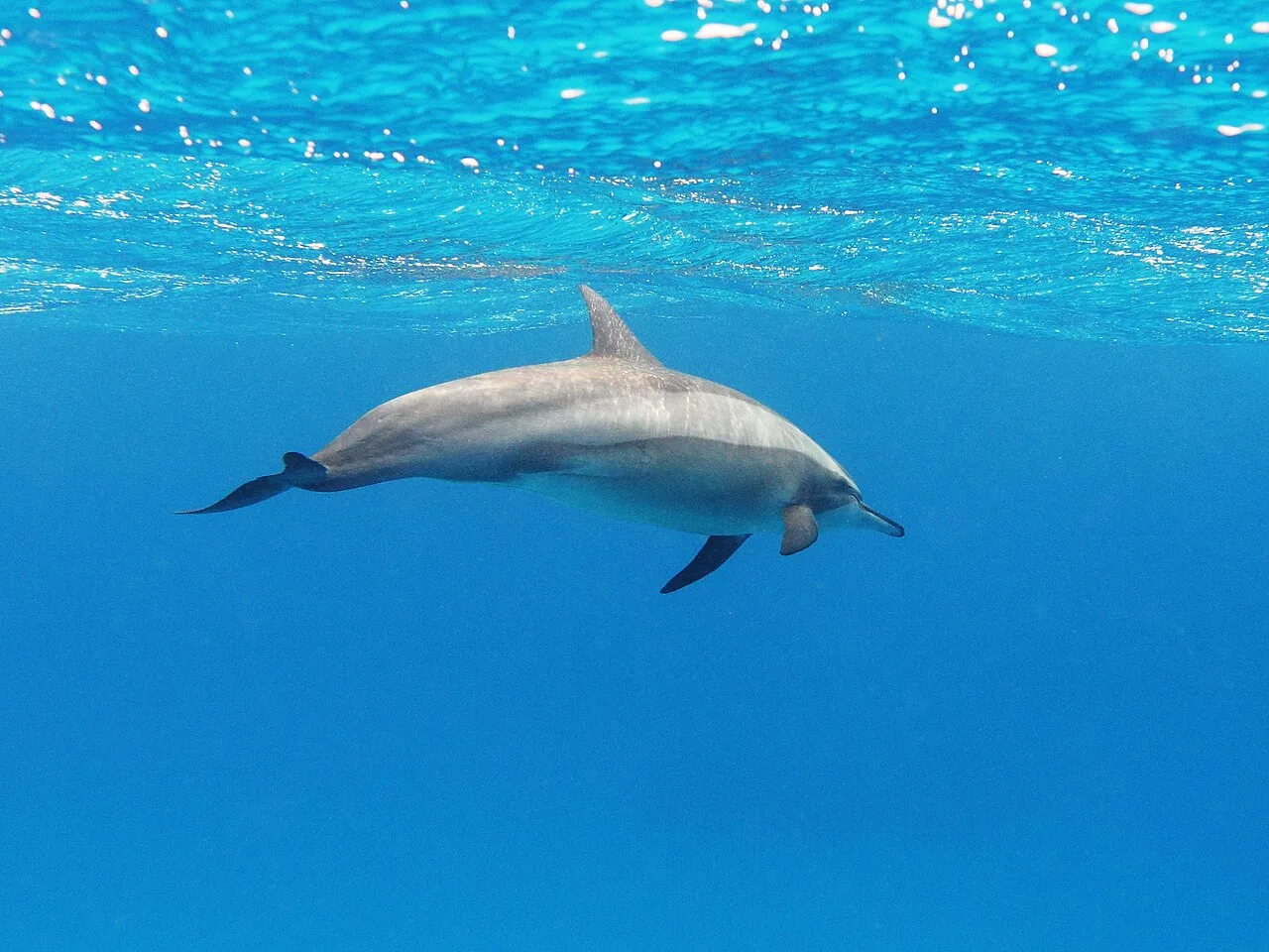 Sortie dauphins &agrave; Hurghada : dauphins sauvages dans la mer Rouge