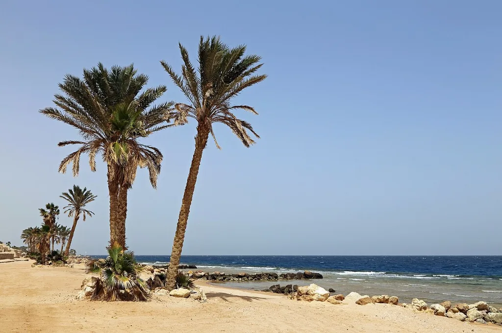 Palmiers et plage en mer Rouge, No&euml;l &agrave; Hurghada