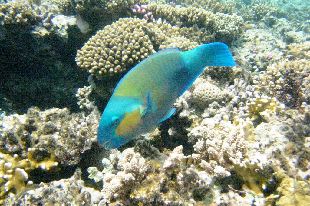Poisson-perroquet sur un r&eacute;cif corallien de la mer Rouge, No&euml;l en plong&eacute;e