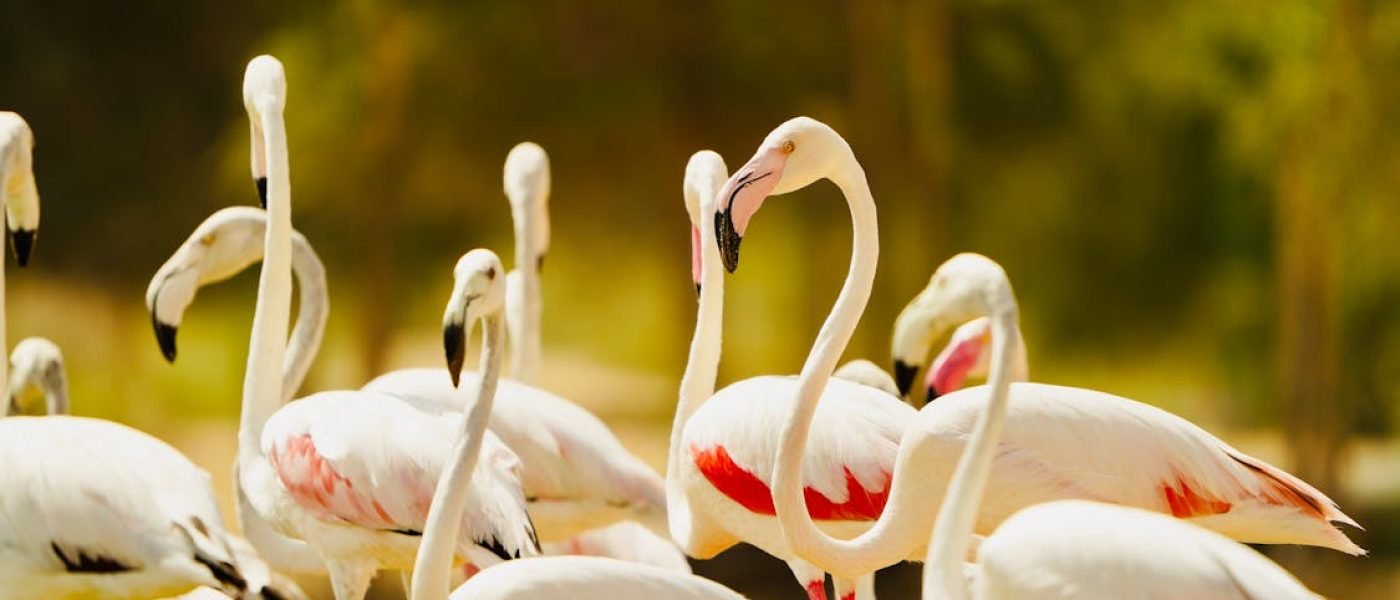 Flamants roses en Égypte, oiseaux d'égypte migrateurs des zones humides