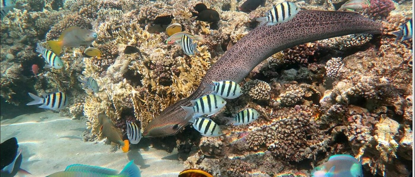 requins en mer Rouge et récif corallien pour snorkeling en Égypte