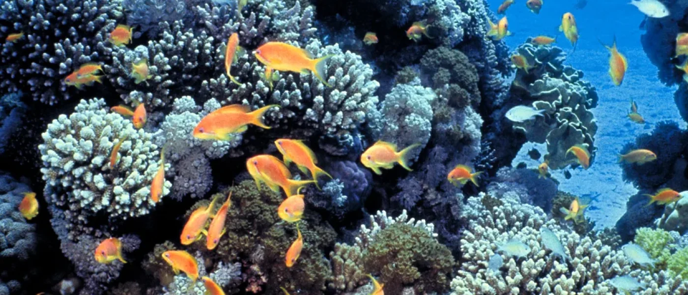 Plongée à Hurghada sur un récif corallien de la mer Rouge