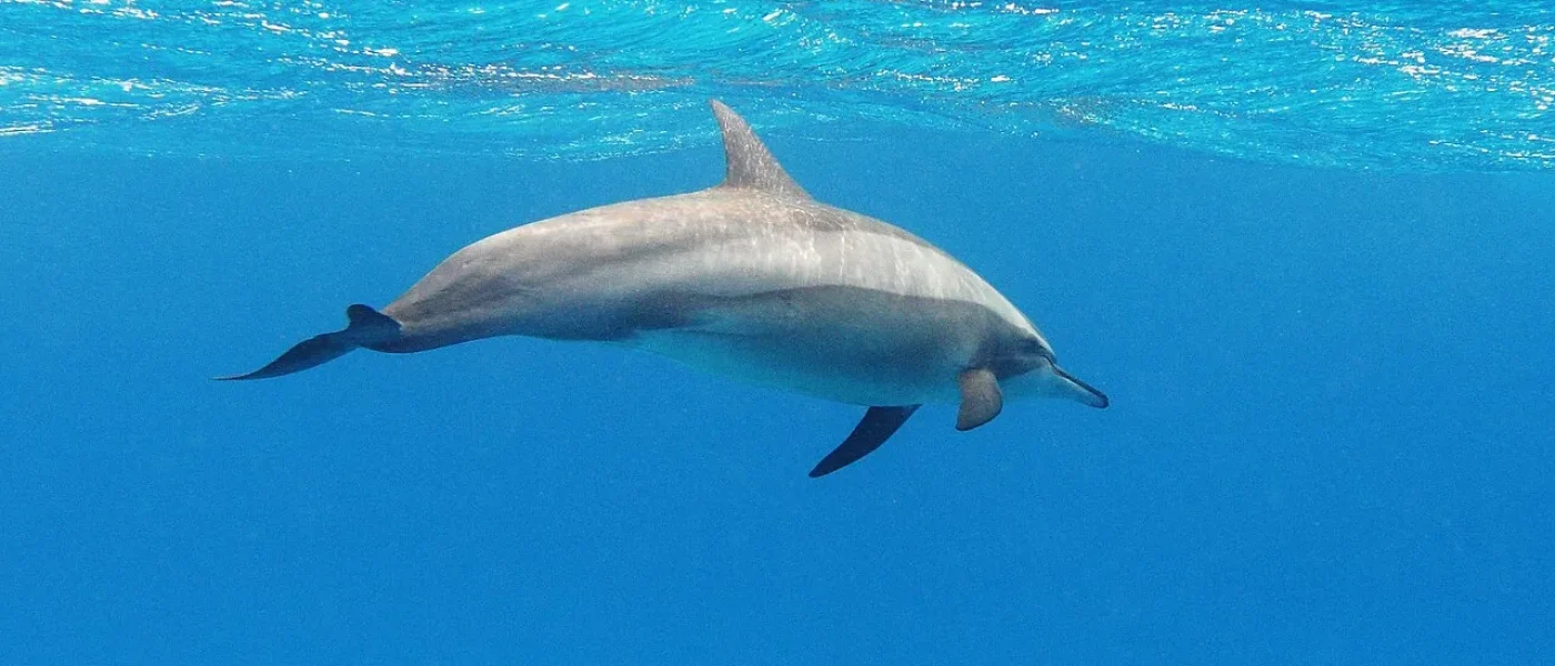 Sortie dauphins à Hurghada : dauphins sauvages dans la mer Rouge